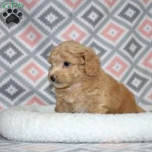 Parker, Bich-Poo Puppy